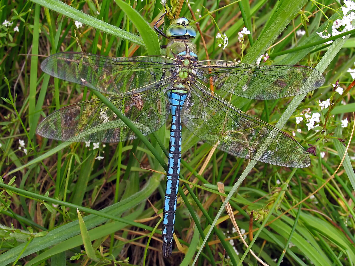 Male Anax imperator by David Kitching